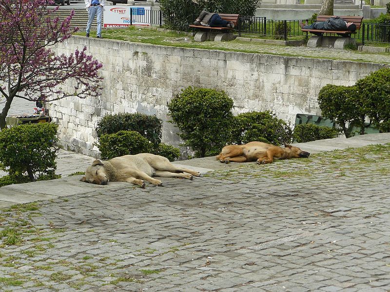 Dogs and men Istanbul