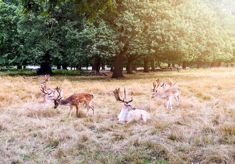 Deers in the Richmond Park Forest