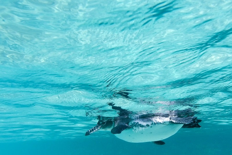 Galapagos Islands