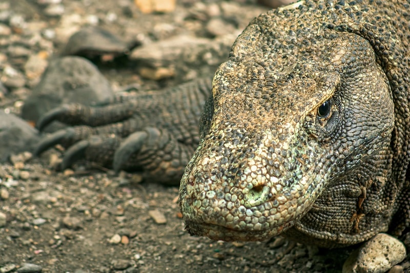 Large Komodo Dragon