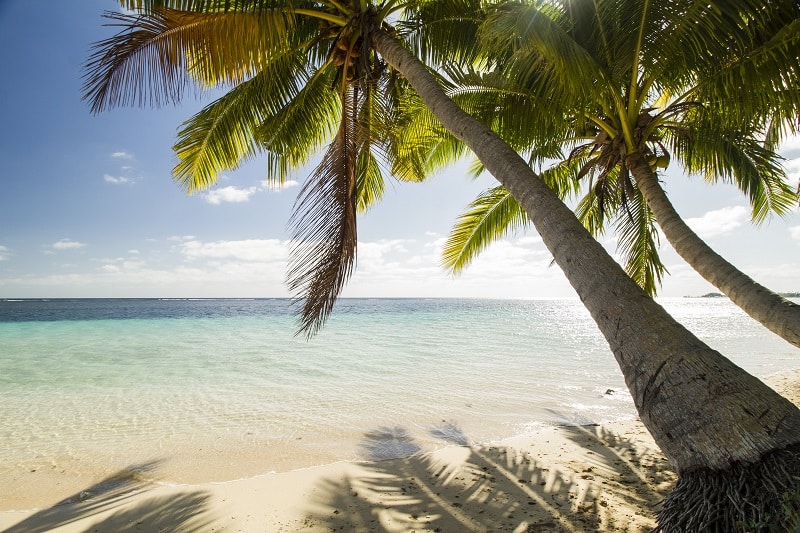 Palm Trees on Costa Rica Beach