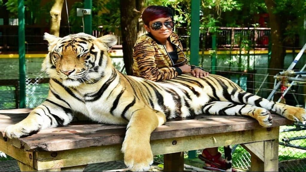 Take photos with Tiger