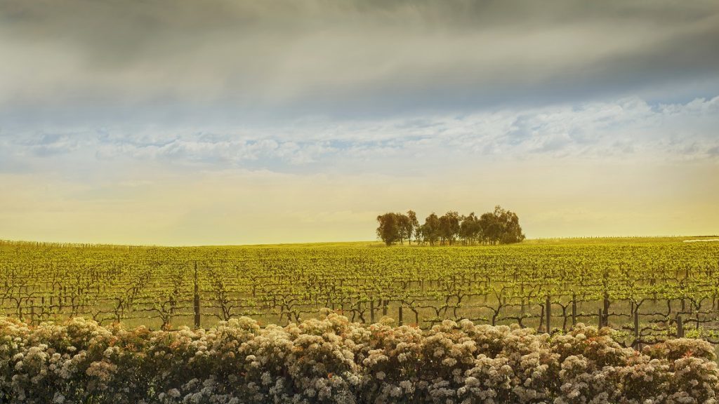 Barossa valley