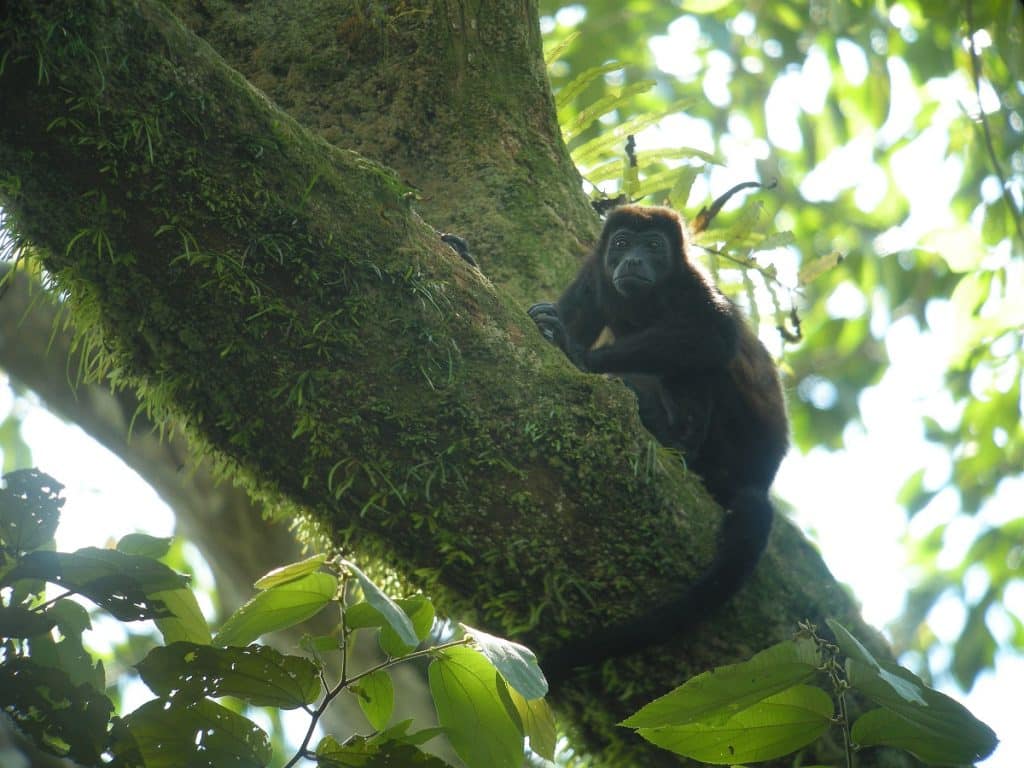 Corcovado National Park, Costa Rica