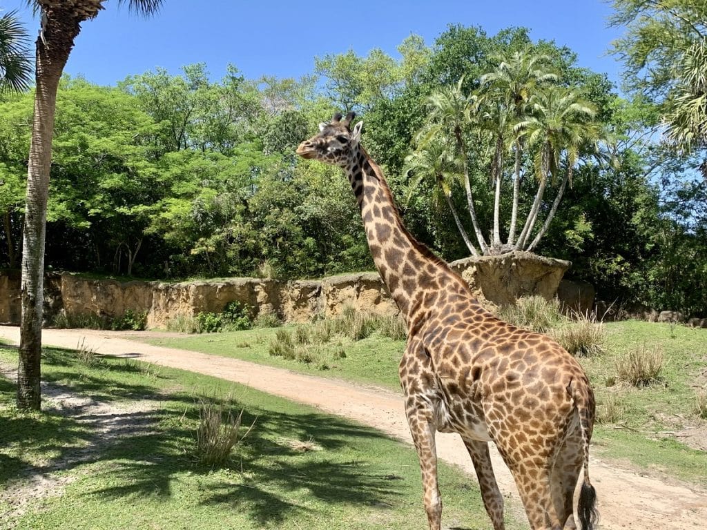 Serengeti Safari at Disney’s Animal Kingdom