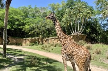Serengeti Safari at Disney’s Animal Kingdom
