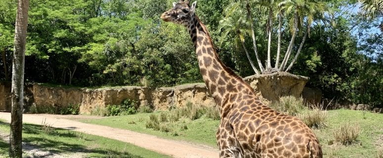 Serengeti Safari at Disney’s Animal Kingdom