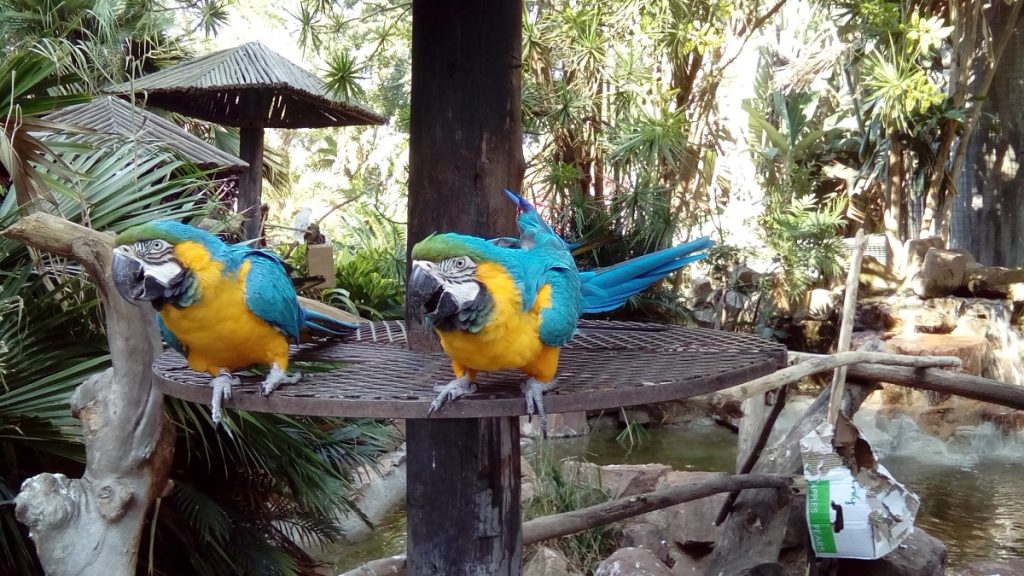 Blue and yellow macaws in South_Africa