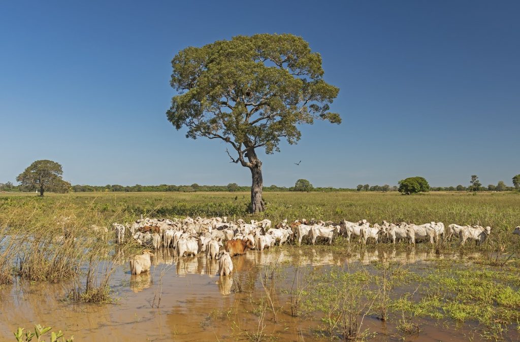 Cattle Grazing in the Wetlands of the Pantanal in Brazil