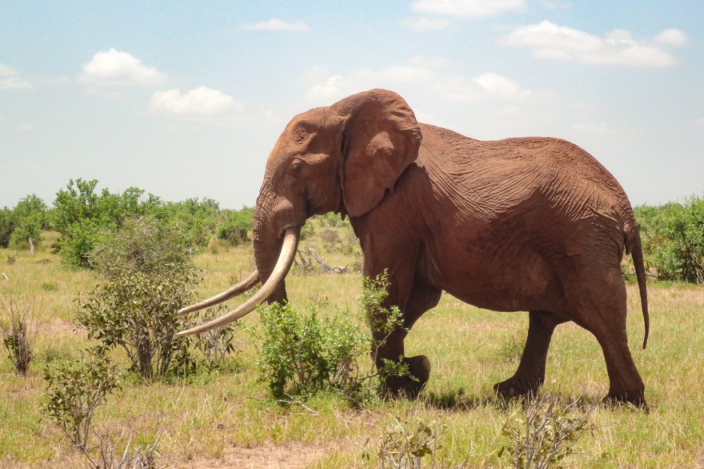 Elephant on the savanna at safari in kenya to see
