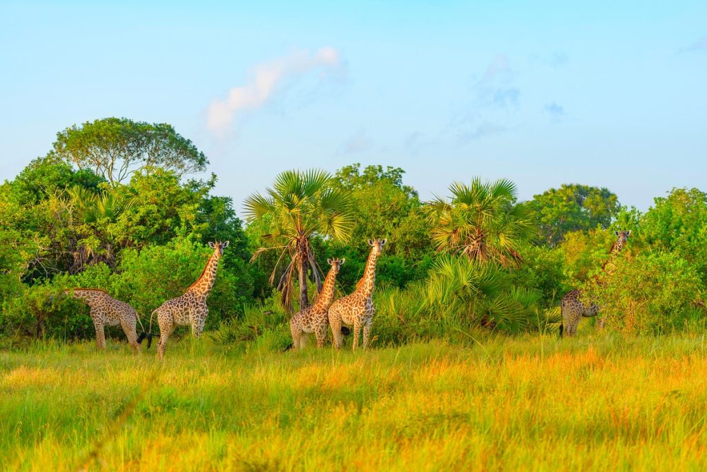 Giraffes in safari park in tanzania