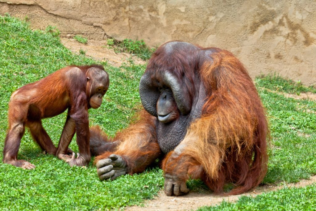 Orangutan of Borneo