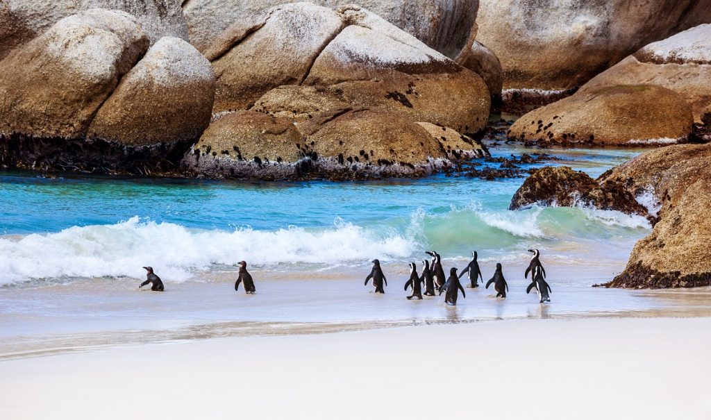 Wild South African penguins