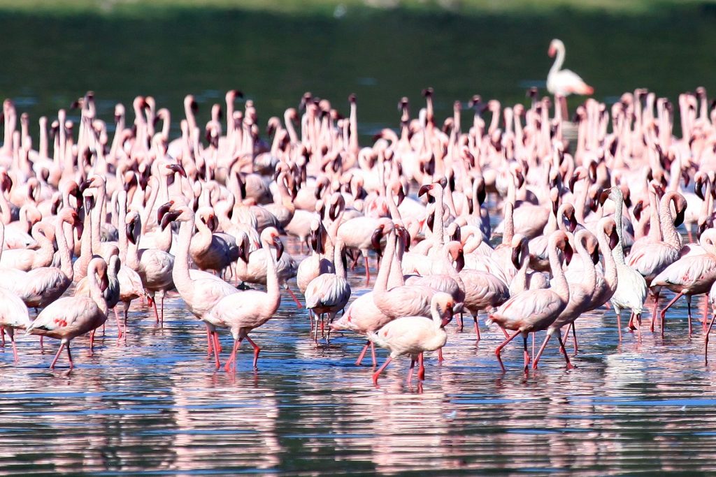 Pink Flamingoes - Lake Nukuru National Park in Kenya, Africa