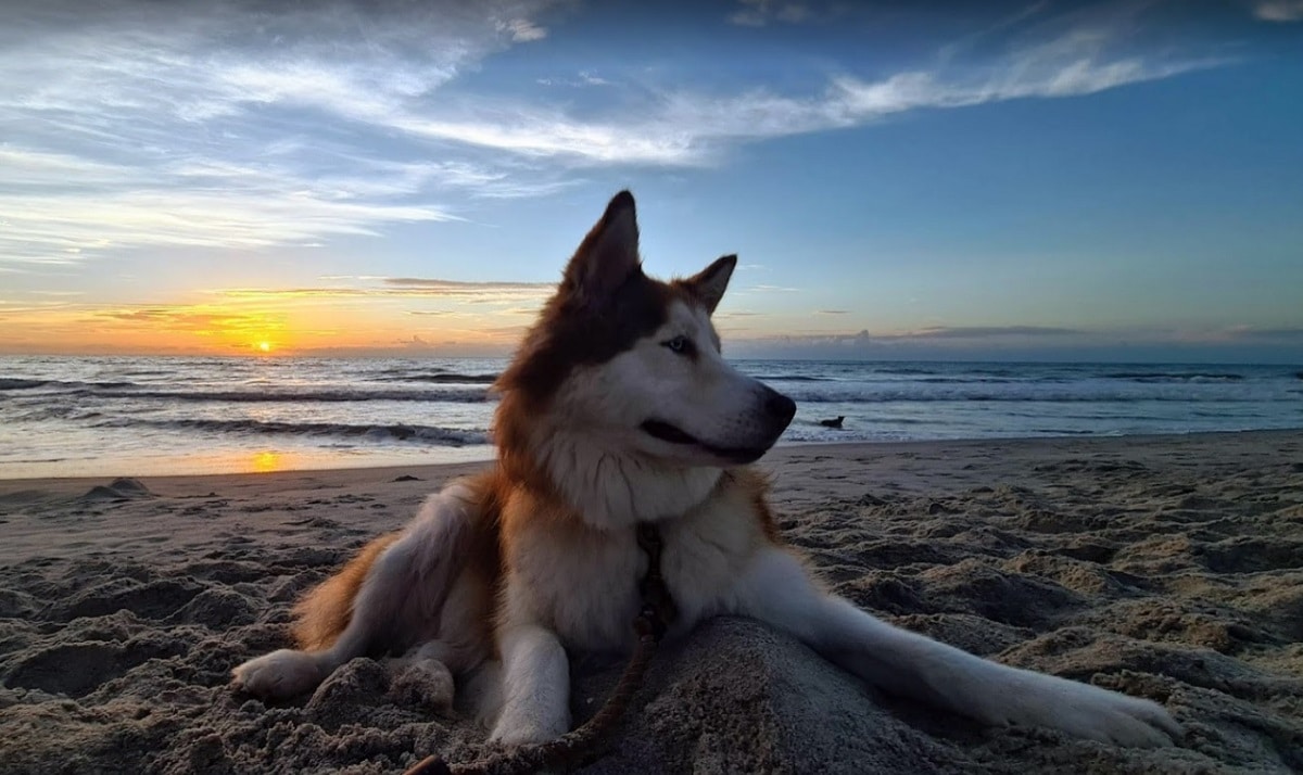 17 Beaches where dogs are allowed in Florida