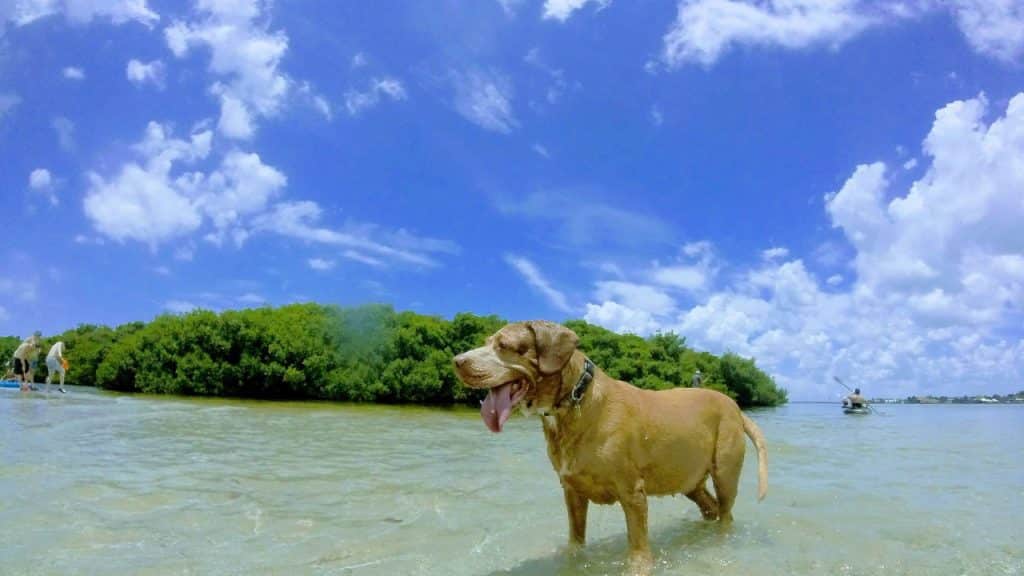 Fort De Soto (Paw Playground)