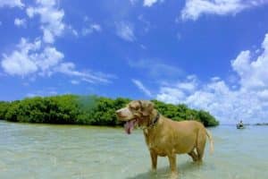 Fort De Soto (Paw Playground)