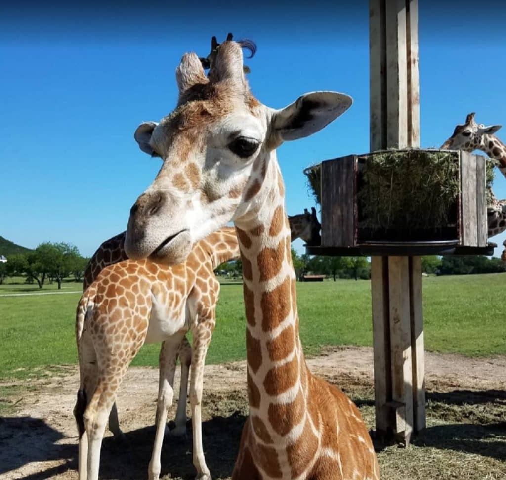 Fossil Rim Wildlife Center