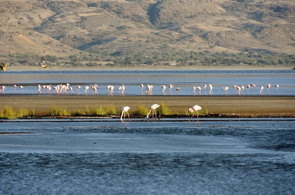 Flamingos at Lake Natron