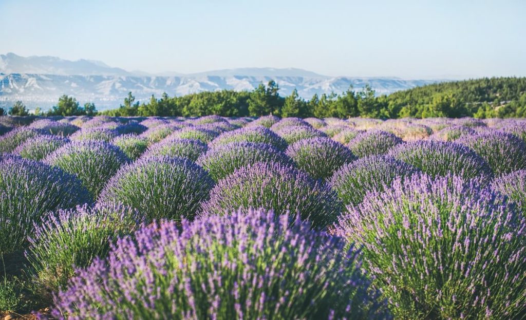 Lavender Flowers Blooming near isparta region