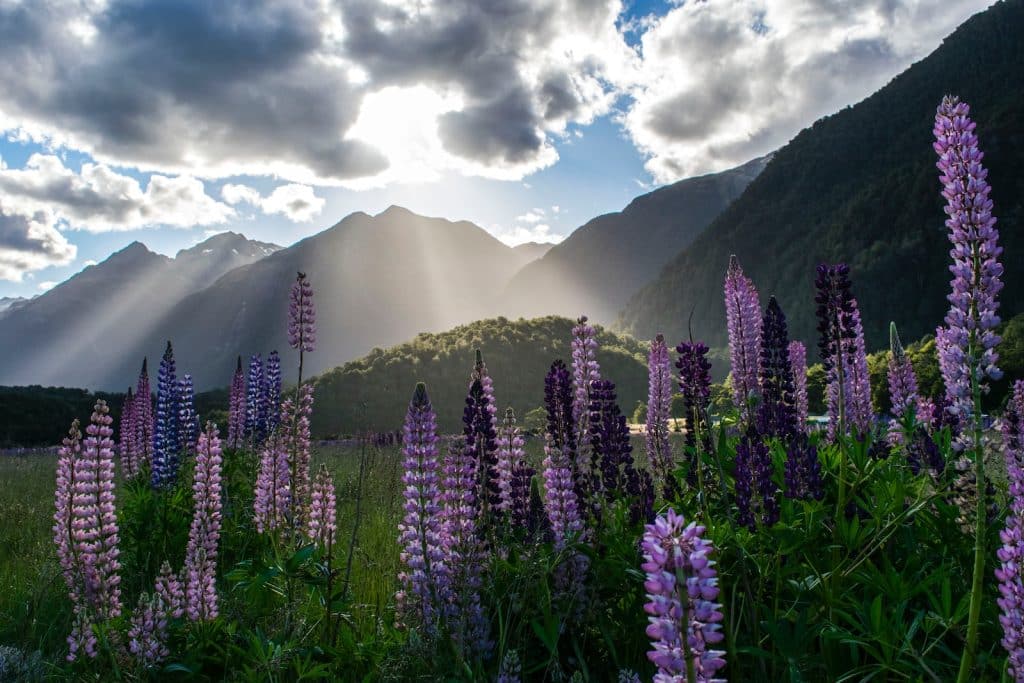 Lupines in sunshine