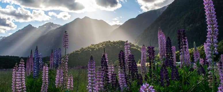 Lupines in sunshine