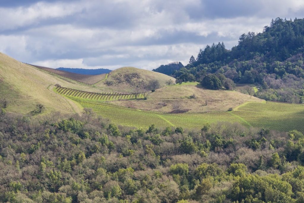 Vineyards on the hills of sonoma county, california